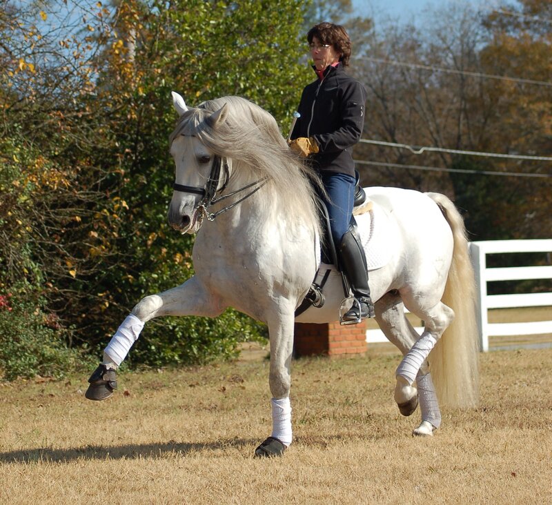 Woman riding a white horse