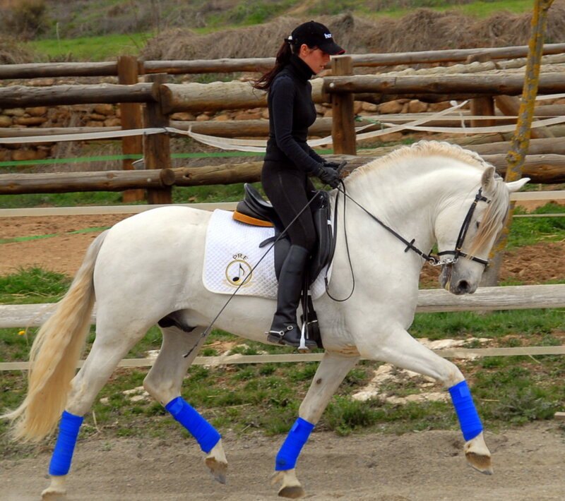 woman riding a white horse