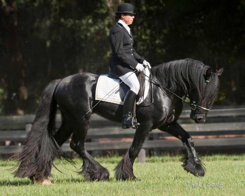 Woman Riding Black Horse — Calm