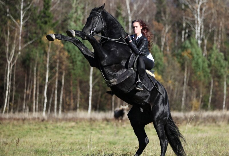 Woman Riding Black Horse — Dynamic