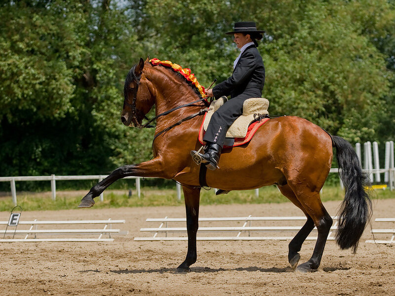 Woman Riding Horse — Brown, Focused