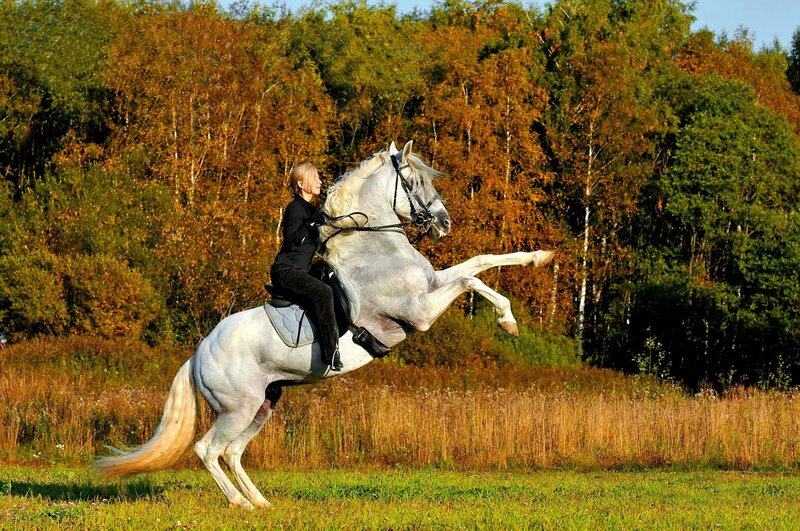 Woman Riding Rearing Horse — Green, Dynamic