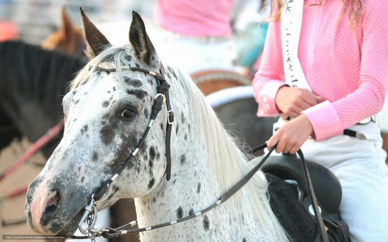 woman riding spotted horse