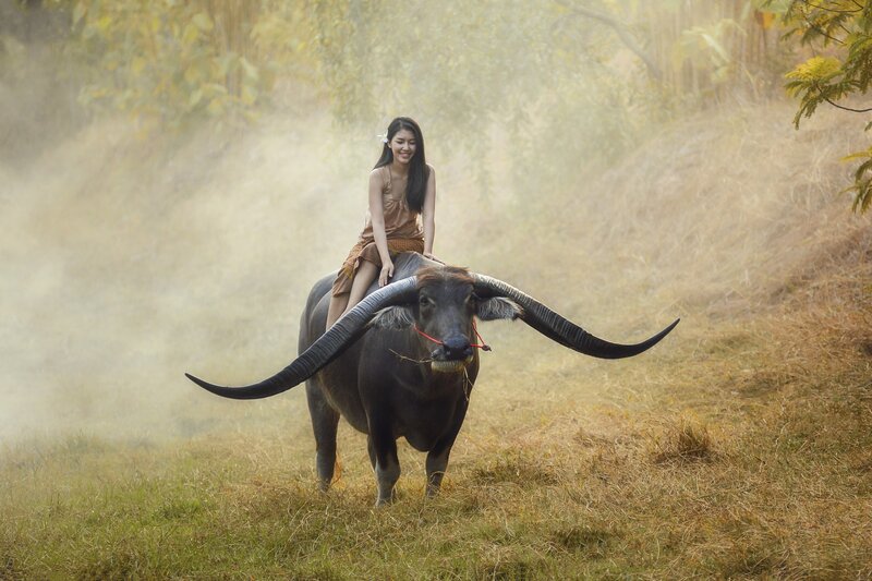 Woman Riding Water Buffalo