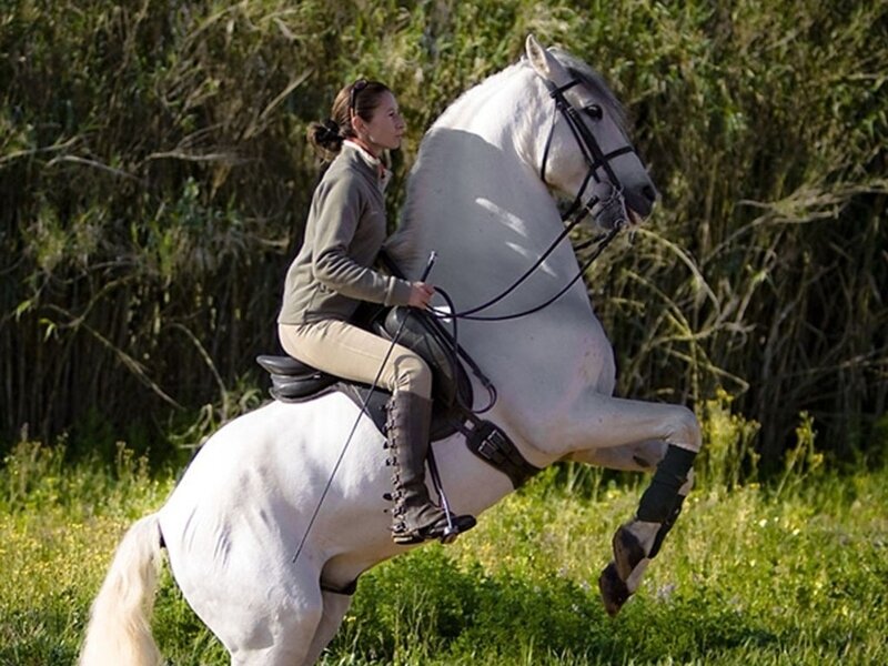 Woman Riding White Horse — Active, Afternoon
