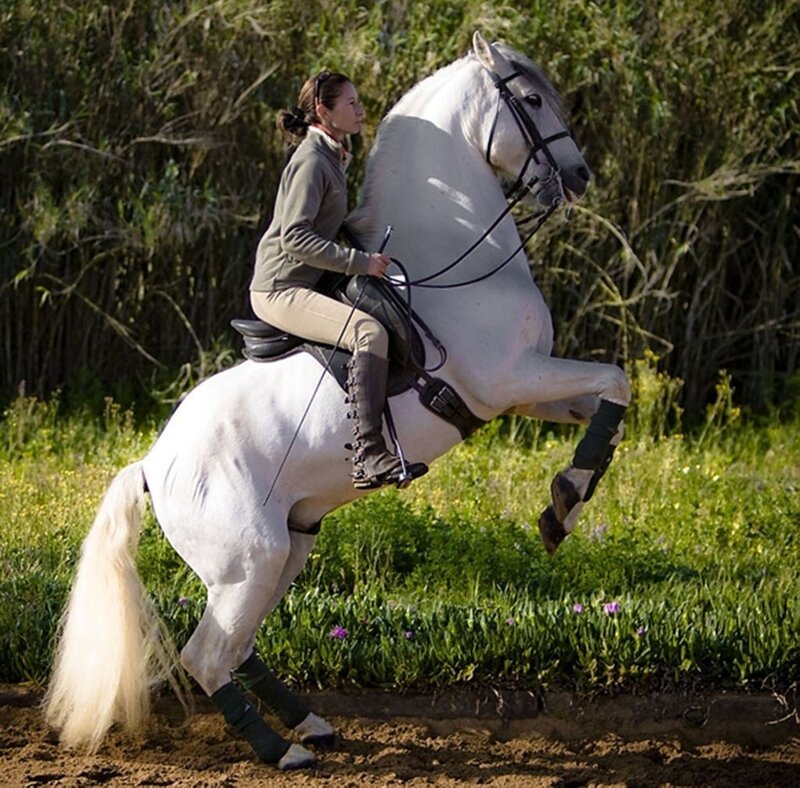 Woman Riding White Horse — Active