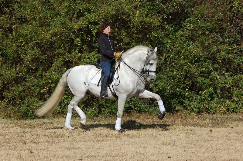 Woman Riding White Horse — Calm, Afternoon, Photograph, Rider, Bushes