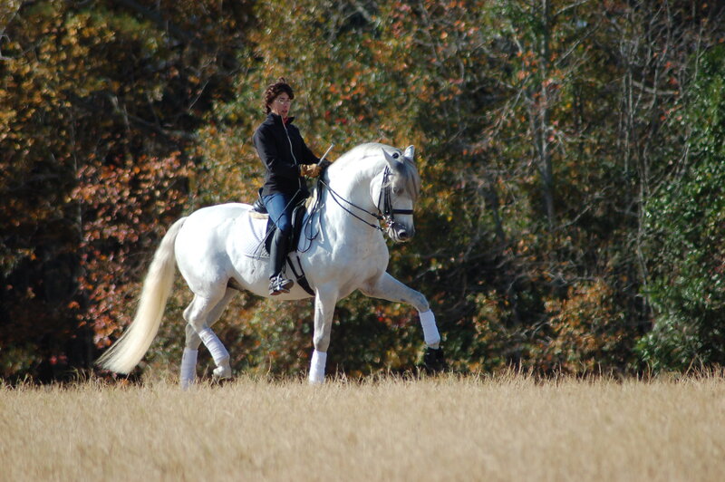 Woman Riding White Horse — Calm, Autumn