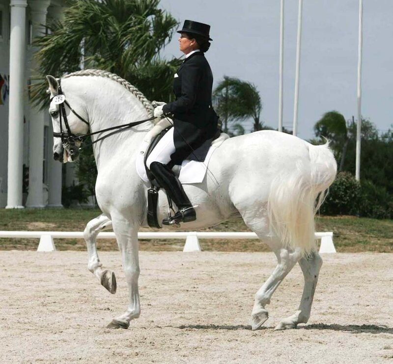 Woman Riding White Horse — Focused