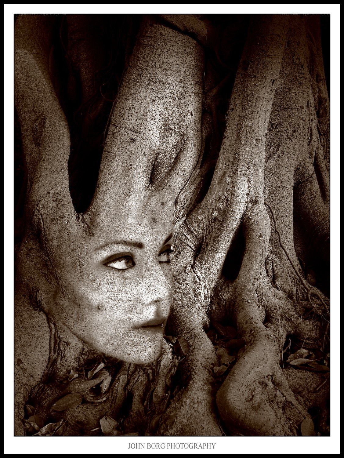 woman's face in tree roots