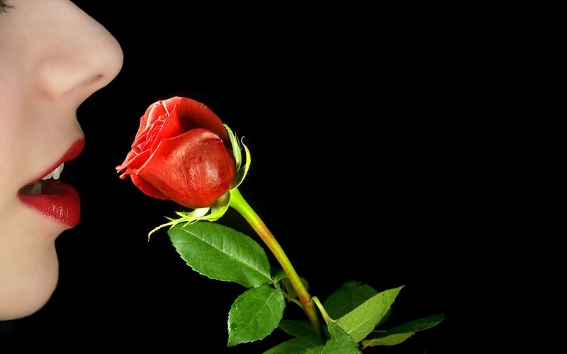 Woman Smelling Rose — Red, Dramatic, Photograph