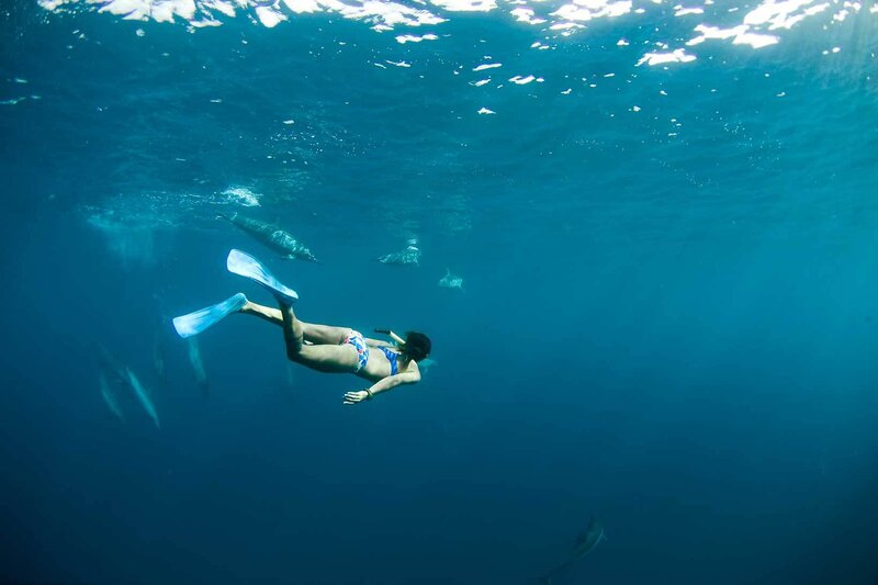 Woman Snorkeling with Dolphins