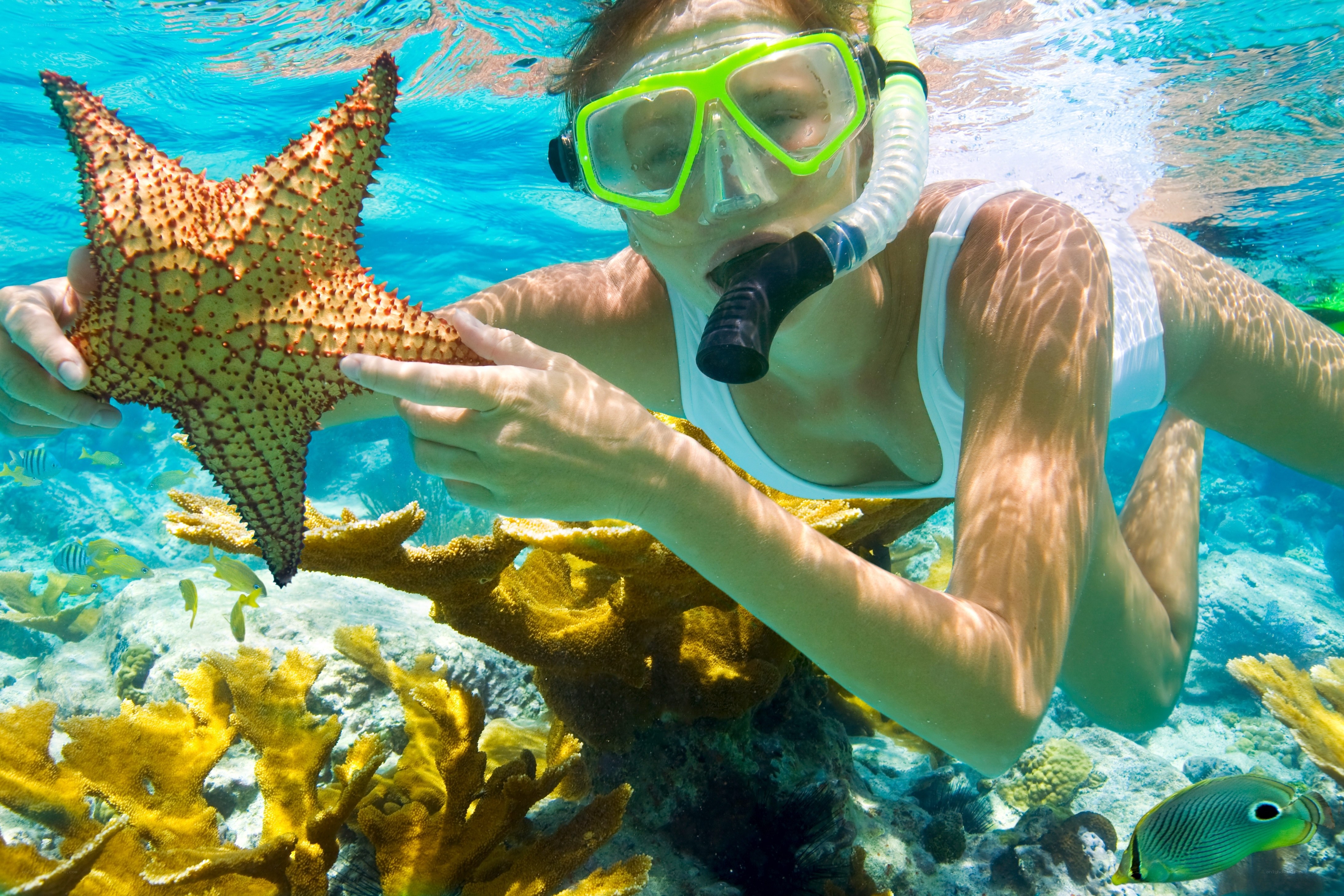 woman snorkeling with starfish