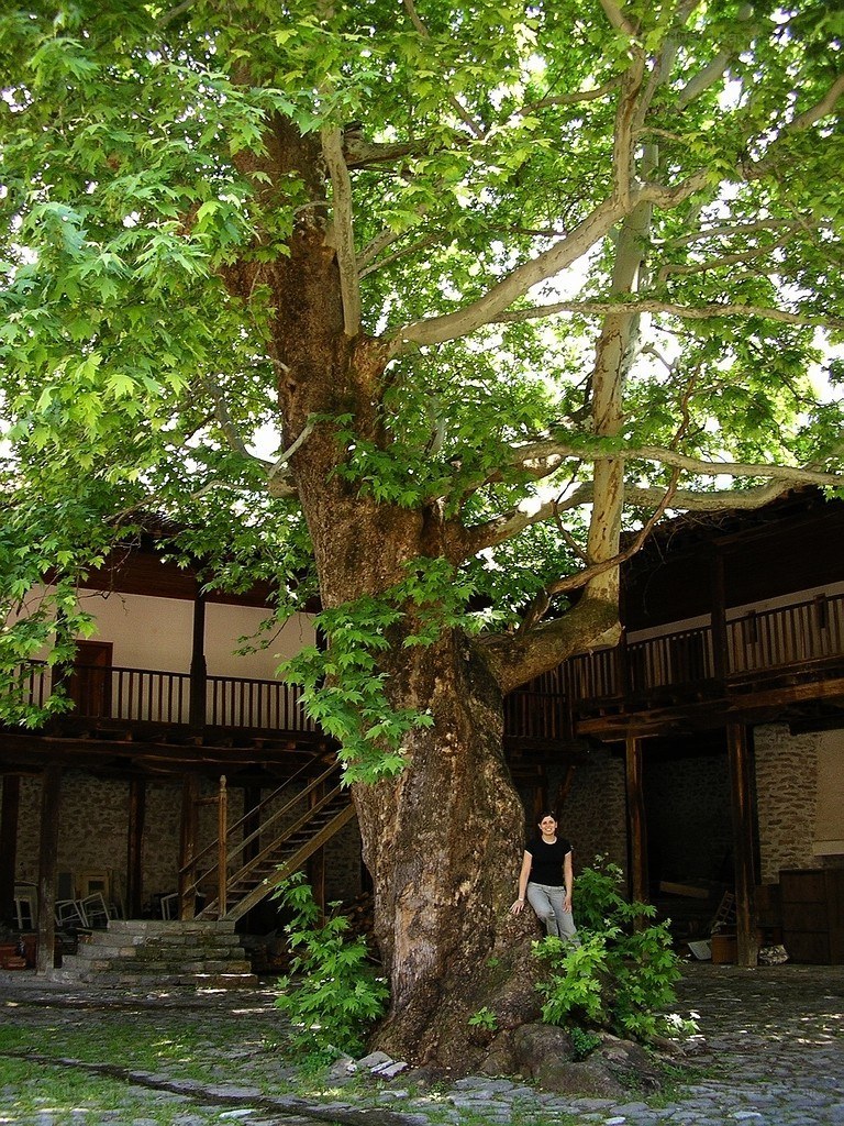 Woman standing by large tree
