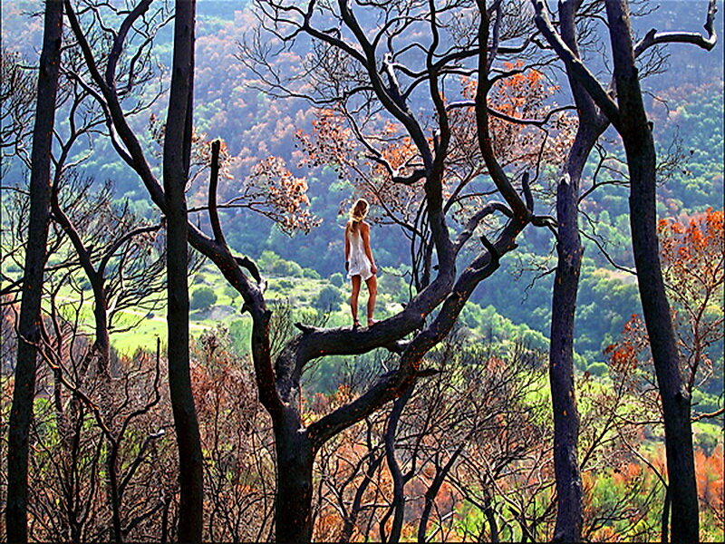 Woman Standing on Tree Branch — Brown