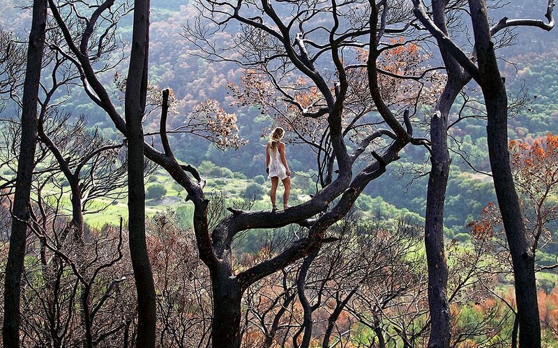 Woman Standing on Tree Branch