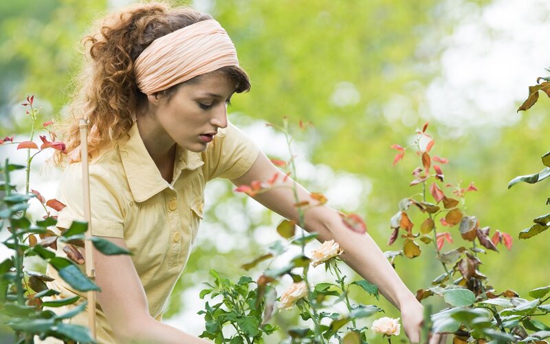 woman tending rose bushes