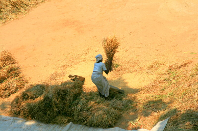 Woman Threshing Grain