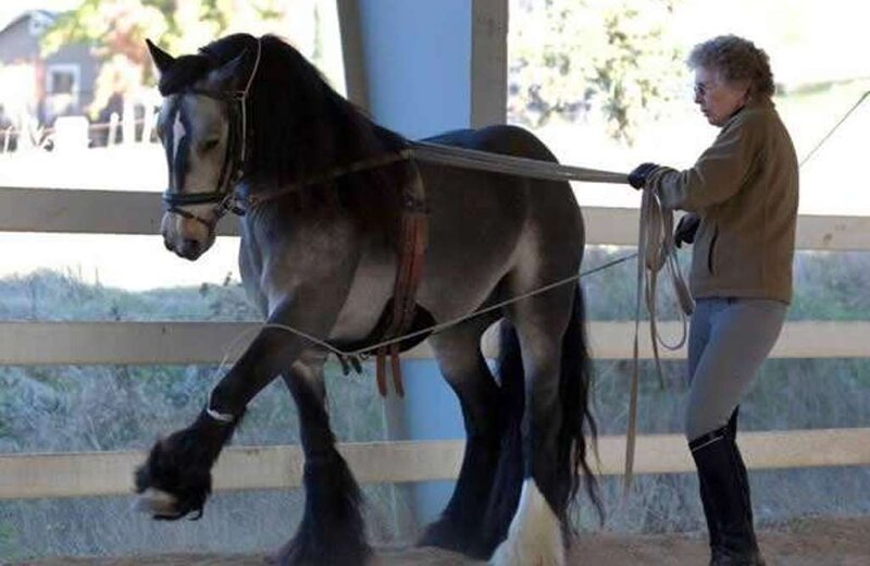 woman training a horse