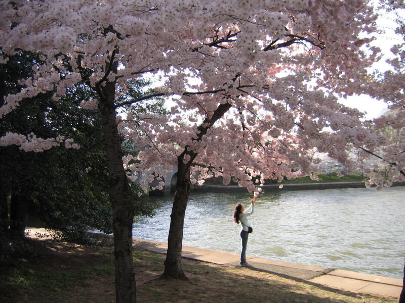 Woman under Cherry Blossoms — Pink