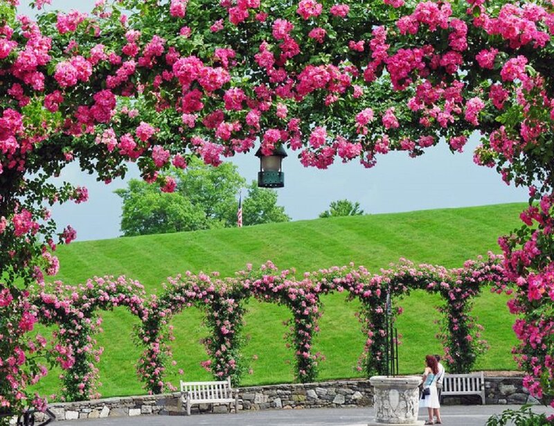 Woman under Rose Arch