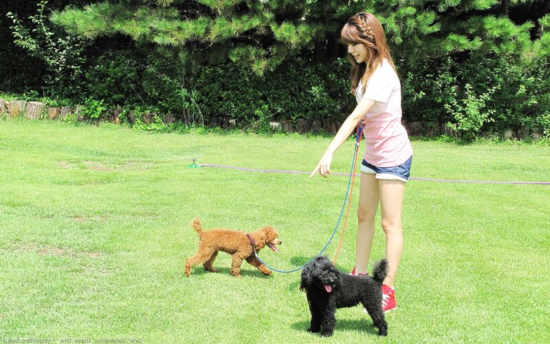 Woman walking dogs in a park