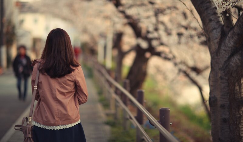 Woman walking on a cherry blossom path