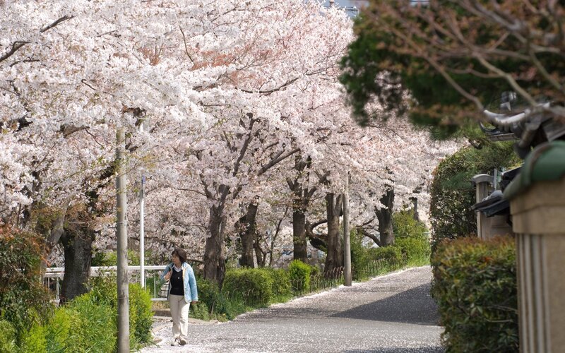 Woman walking under cherry blossoms