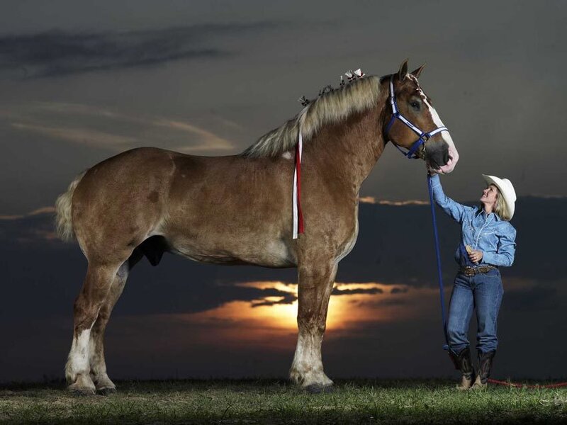 Woman with a horse at sunset