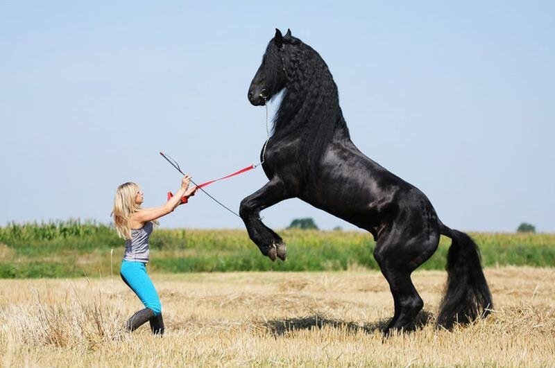 Woman with Black Horse — Dramatic, Afternoon