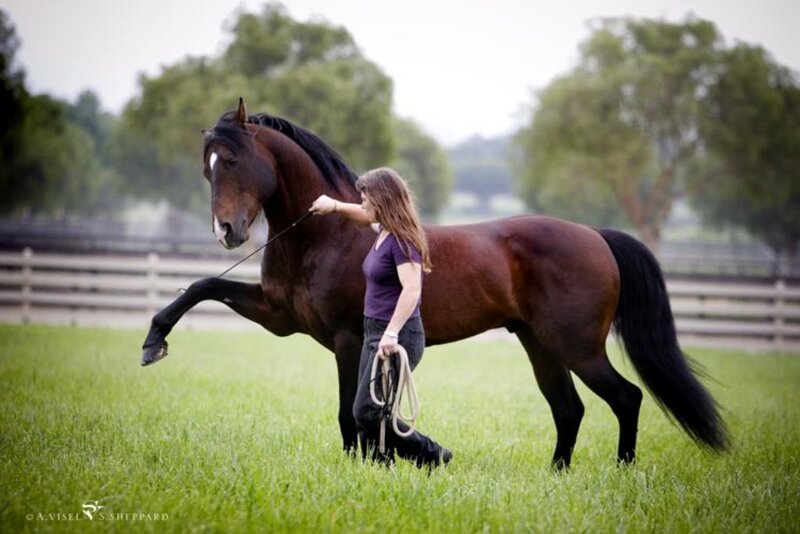 Woman with Brown Horse — Green