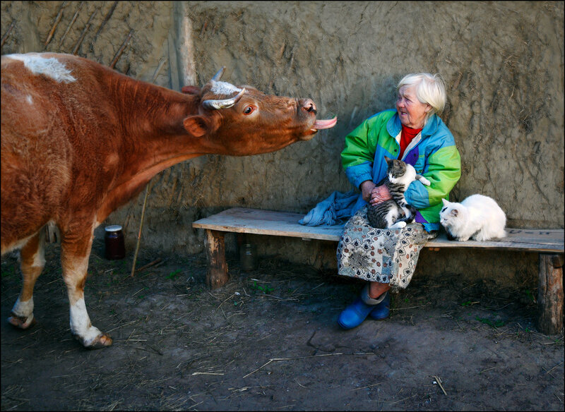 Woman with Cats and Cow