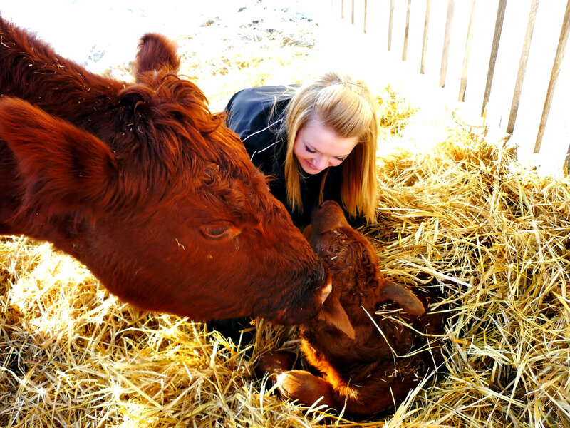 Woman with Cow and Calf