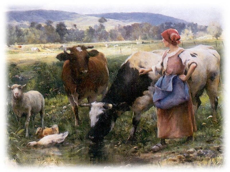 Woman with cows in a field