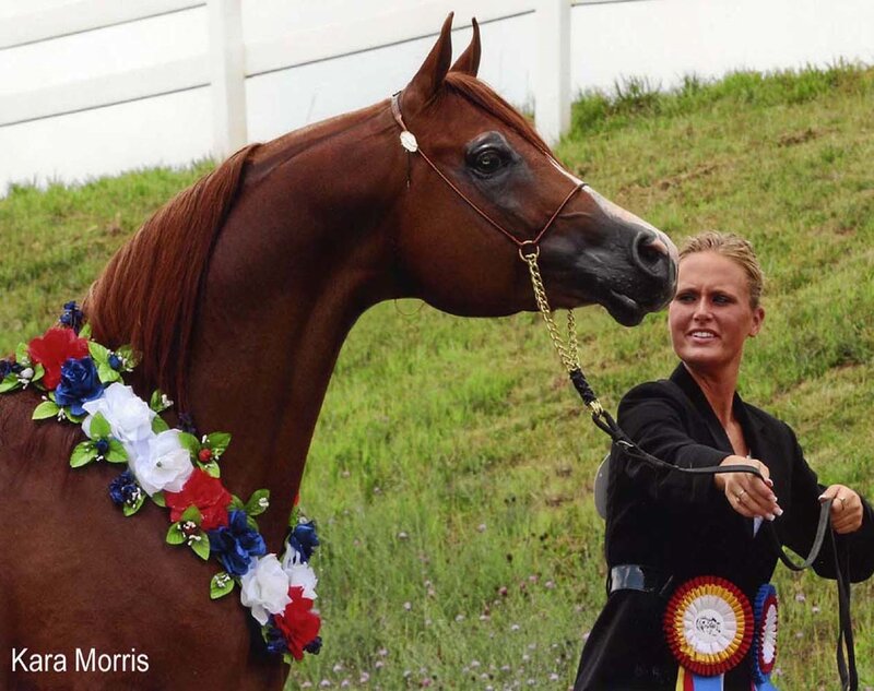 Woman with decorated horse