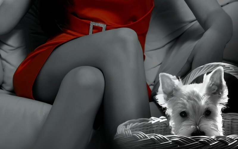 woman with dog in basket