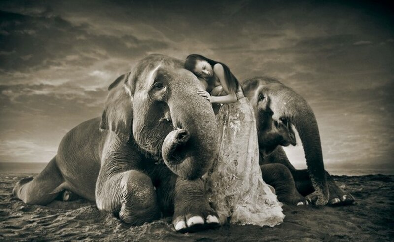 Woman with Elephants — Brown