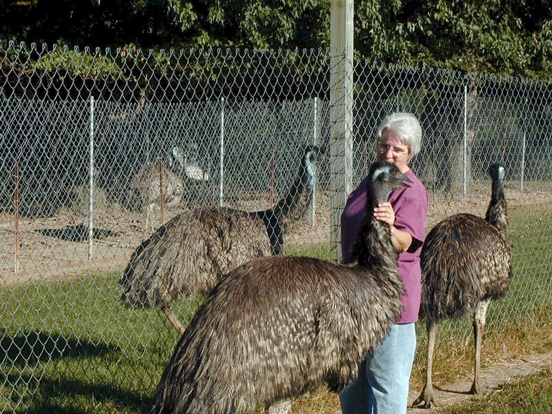 Woman with emus at zoo