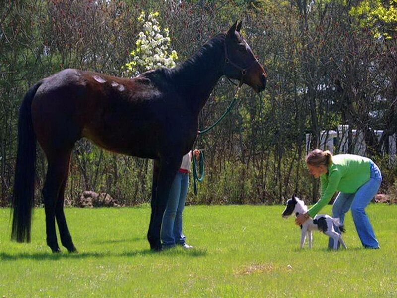 Woman with Foal and Horse