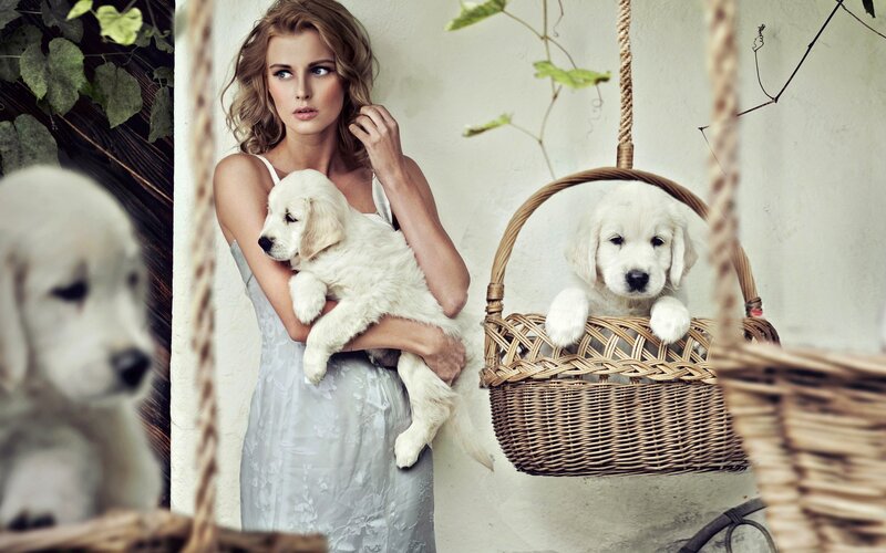 woman with golden retriever puppies