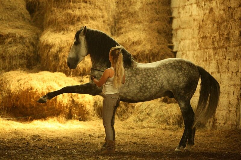 Woman with Grey Horse — Brown