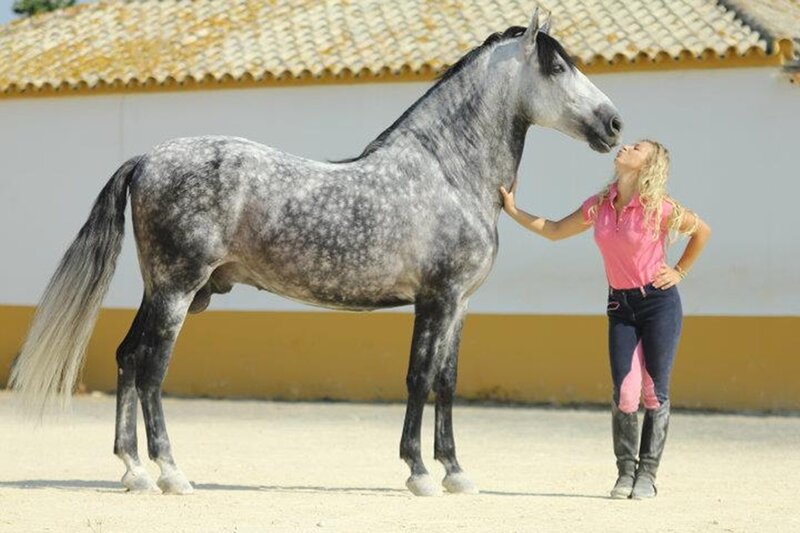 Woman with Grey Horse — Calm
