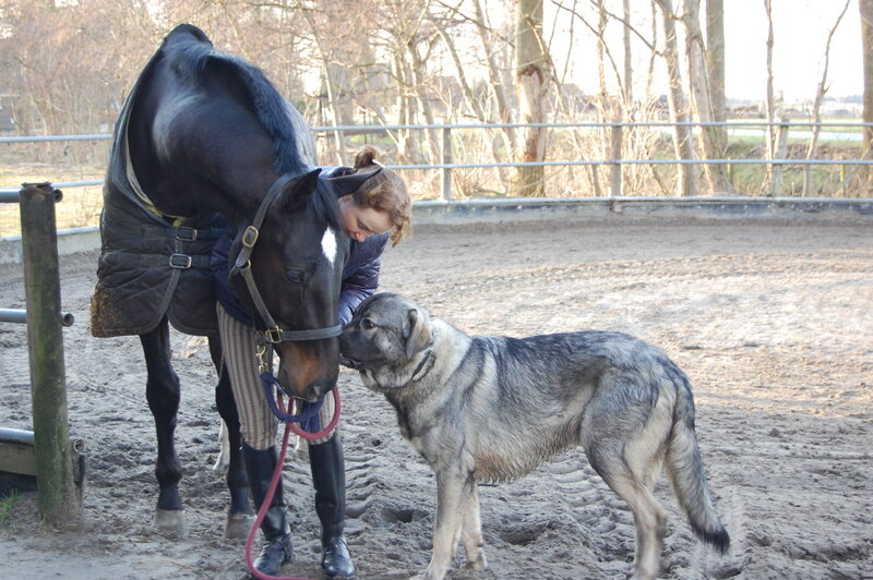 Woman with Horse and Dog