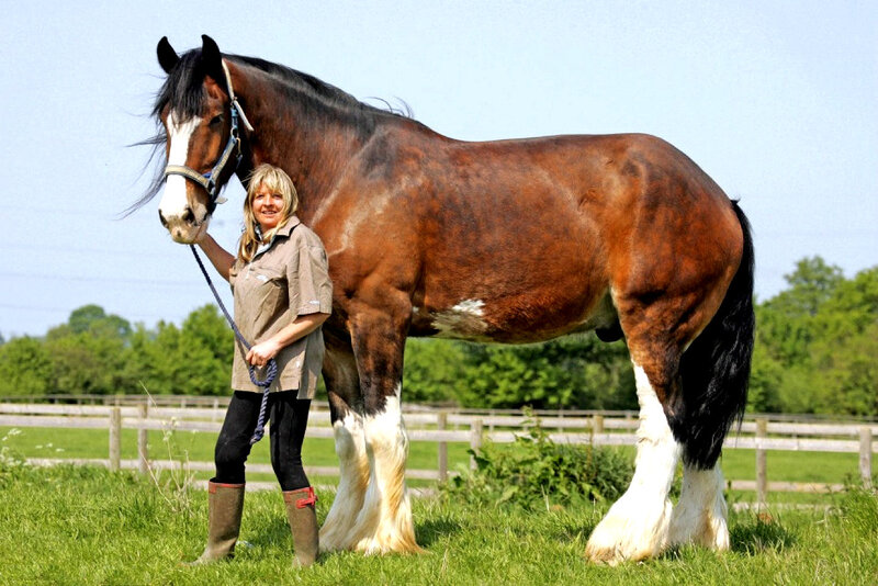 Woman with Large Horse — Brown