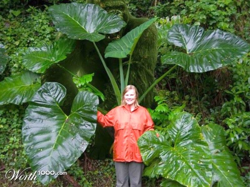 woman with large-leafed plant