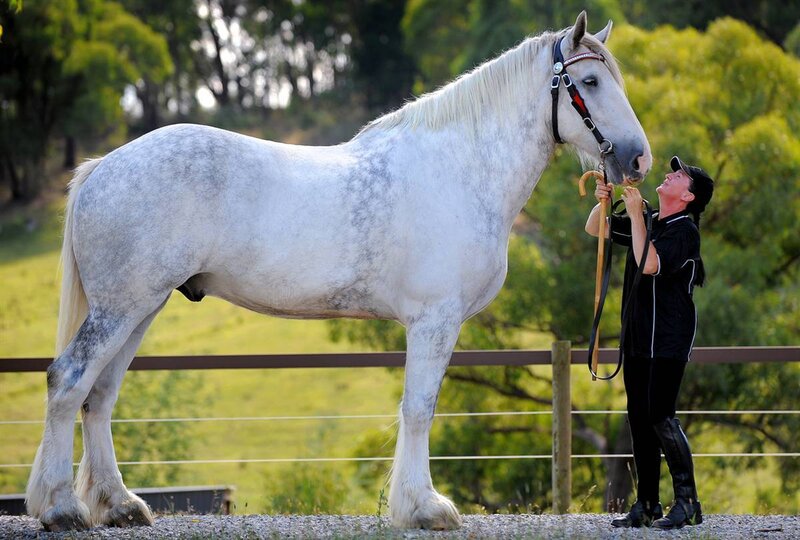 woman with large white horse