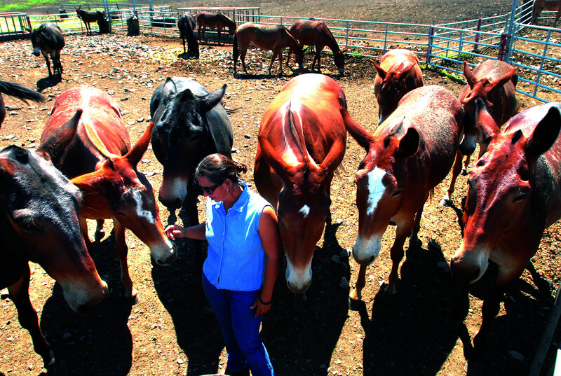 Woman with Mules