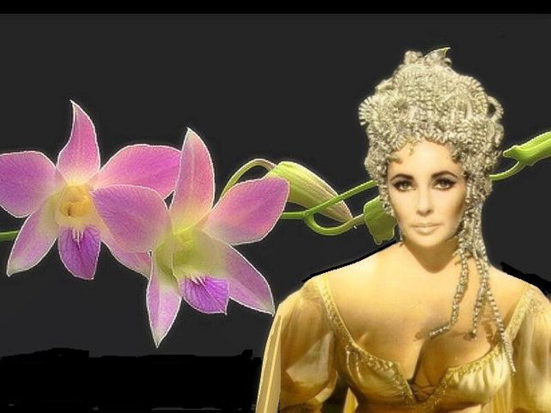 Woman with Orchid