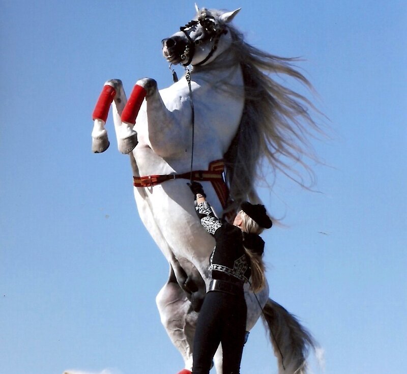 Woman with rearing white horse