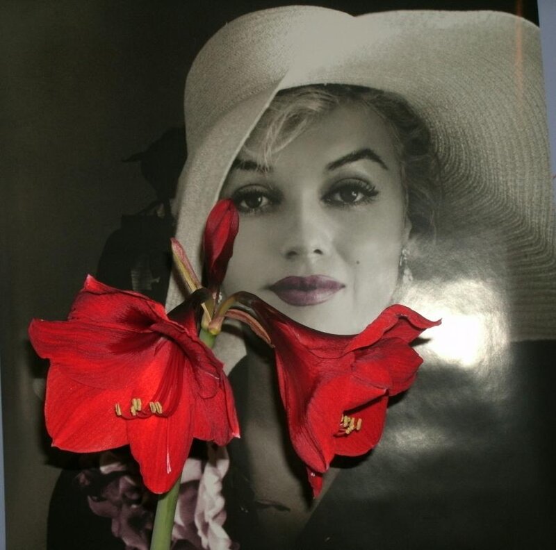 Woman with Red Flowers — Dramatic, Photograph, Hat